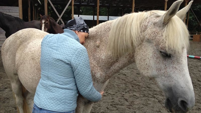 horses healing breast cancer survivors