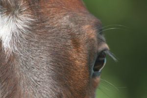 Horses are teachers - equine guided learning for addiction recovery