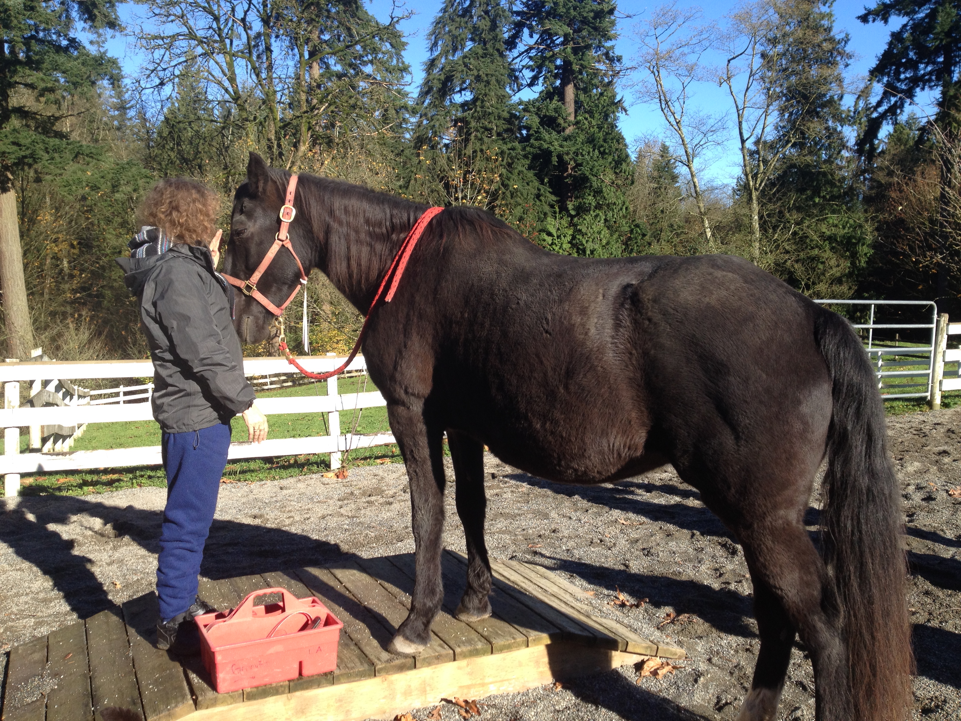 Overcome your addiction with the help of the horses in our addiction recovery program Serenity With Horses